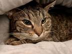 Adopt GRACIE a Brown or Chocolate Domestic Shorthair / Domestic Shorthair /