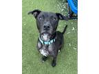 Adopt Stella a Black American Staffordshire Terrier / Mixed Breed (Medium) /