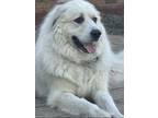 Adopt Ronan a White - with Gray or Silver Great Pyrenees / Mixed dog in