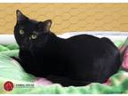 Adopt Max a All Black American Shorthair (short coat) cat in St.