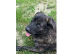 Adopt Grizz a Retriever (Unknown Type) / Mixed dog in Raleigh, NC (41314537)