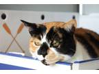 Adopt Minmin a Domestic Shorthair / Mixed cat in Cornwall, ON (41230974)