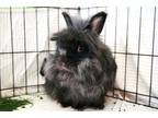 Adopt Thumper a Lionhead / Mixed rabbit in Cornwall, ON (41306834)