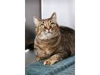 Adopt Tela(petsmart) a Domestic Shorthair / Mixed cat in Cornwall, ON (41293491)