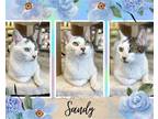 Adopt Sandy a White (Mostly) Domestic Shorthair / Mixed cat in Hamilton