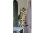 Adopt Lilly a Gray or Blue Domestic Shorthair / Mixed (short coat) cat in