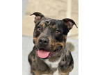 Adopt Marbles a Brindle American Pit Bull Terrier / Mixed Breed (Medium) / Mixed