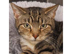 Adopt Millie a Brown Tabby Domestic Shorthair / Mixed Breed (Medium) / Mixed