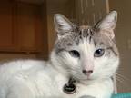 Adopt Charlie a White Siamese / Mixed (short coat) cat in Elk Grove