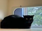 Adopt Cannoli a All Black Domestic Shorthair / Domestic Shorthair / Mixed cat in