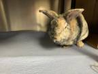 Adopt Casey a Dutch Rex / Rex / Mixed (short coat) rabbit in Montreal