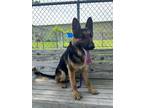 Adopt Eddie a Black German Shepherd Dog / Mixed dog in Port Allen, LA (41314416)