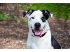 Adopt Rembrandt a White - with Black Pit Bull Terrier / Great Pyrenees / Mixed
