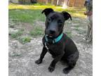 Adopt Fisher a Black - with White Australian Shepherd / Pit Bull Terrier / Mixed