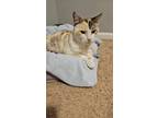 Adopt Boo a Calico or Dilute Calico Calico / Mixed (medium coat) cat in Hoover