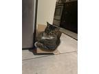 Adopt Taco a Brown or Chocolate (Mostly) Domestic Shorthair (medium coat) cat in
