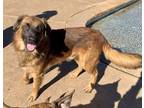 Adopt Oso a Tan/Yellow/Fawn Black Mouth Cur / German Shepherd Dog dog in
