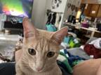 Adopt Simba a Orange or Red Tabby Tabby / Mixed (short coat) cat in Theodore