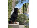 Adopt Elsa a Black - with Tan, Yellow or Fawn Rottweiler / Mixed dog in