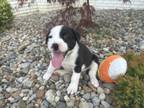 Adopt Brewer a Black - with White Border Collie / Mixed Breed (Medium) / Mixed