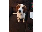 Adopt Smokey a Tricolor (Tan/Brown & Black & White) Beagle / Mixed dog in Parma