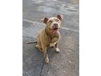 Adopt Tequila a Tan/Yellow/Fawn American Pit Bull Terrier / Mixed dog in