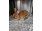 Adopt Ginger a Chocolate Other/Unknown / Mixed rabbit in Montreal, QC (41314168)