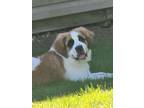 Adopt Lana a Brown/Chocolate - with White St. Bernard / Mixed dog in Amelia