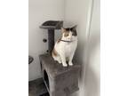 Adopt Dina a Calico or Dilute Calico Calico / Mixed (medium coat) cat in Tempe