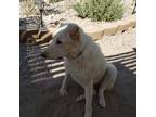 Adopt Snow a White - with Tan, Yellow or Fawn Great Pyrenees / Mixed dog in Las