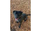 Adopt RUMICUBE a Black Mixed Breed (Medium) / Mixed dog in Fernandina Beach