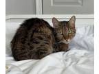 Adopt Sookie a Brown or Chocolate (Mostly) Bengal / Mixed (short coat) cat in