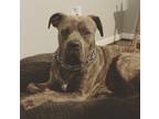 Adopt Odin a Brindle Mastiff / Mixed dog in Washington, DC (41305986)