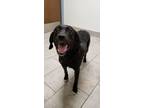 Adopt Onyx a Black Labrador Retriever / Mixed dog in Tulsa, OK (41096319)