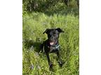 Adopt Mai a Black Mixed Breed (Medium) / Mixed dog in Citrus Heights