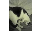 Adopt Jackson a Black & White or Tuxedo Domestic Shorthair / Mixed (short coat)