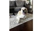 Adopt Banjo a White Great Pyrenees / Mixed dog in Tampa, FL (41314146)