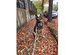 Adopt Bosco a Black - with Tan, Yellow or Fawn German Shepherd Dog / Mixed dog