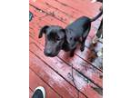 Adopt Auroa a Black - with White Labrador Retriever / Mixed dog in Kennesaw