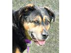 Adopt Dina a Black German Shepherd Dog / Rottweiler / Mixed (short coat) dog in