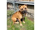 Adopt Teddy a Tan/Yellow/Fawn American Pit Bull Terrier / Mixed Breed (Medium) /