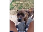 Adopt Tiana a Brindle American Pit Bull Terrier / Mixed dog in Plainfield