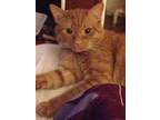 Adopt Boots a Orange or Red Tabby / Mixed (short coat) cat in Upper Darby