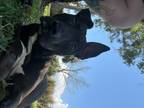 Adopt Claire a Black - with White Pharaoh Hound / Pit Bull Terrier / Mixed dog
