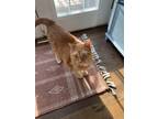 Adopt Bubba a Orange or Red Tabby / Mixed (medium coat) cat in Atlanta