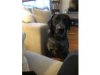 Adopt Flannel a Black - with White Labrador Retriever / Mixed dog in Belle
