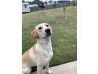 Adopt Sunny a Tan/Yellow/Fawn - with White Labrador Retriever / Mixed dog in
