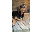 Adopt Betsy Mae a Black - with Tan, Yellow or Fawn Bloodhound / Mixed dog in