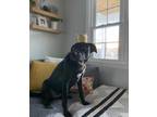 Adopt Kuma a Black German Shepherd Dog / American Staffordshire Terrier / Mixed