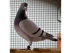 Adopt Phoenix a Pigeon bird in San Francisco, CA (39715261)